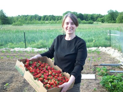 Fresh strawberry harvest