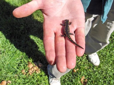 Picture of a salamander