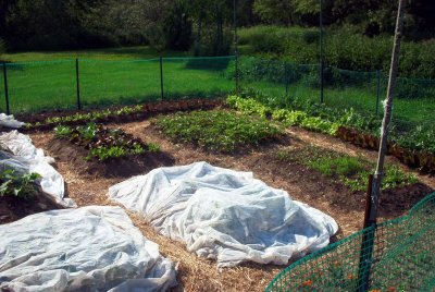 Community Garden Plot