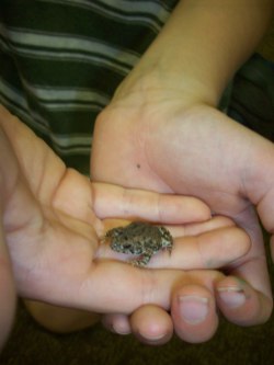 Holding a tiny frog