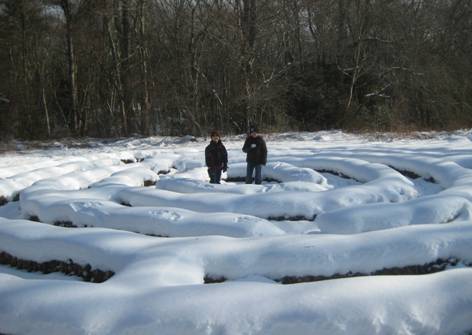 Winter in the hay maze